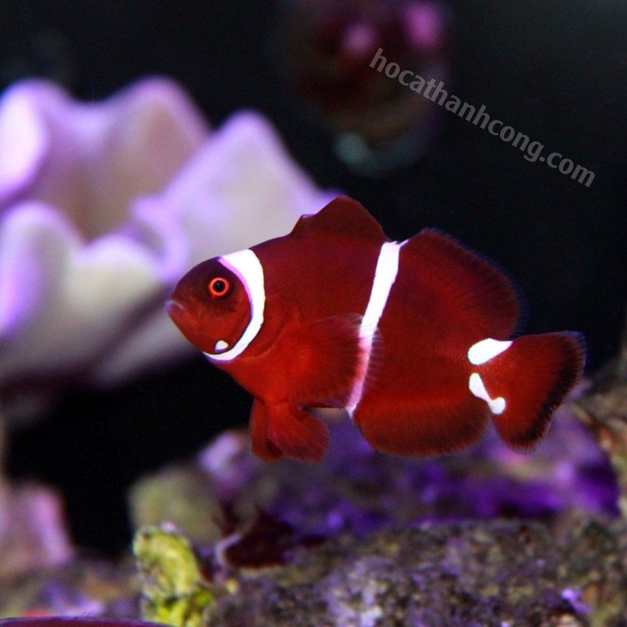 Cá Nemo đột biến Maroon (3)