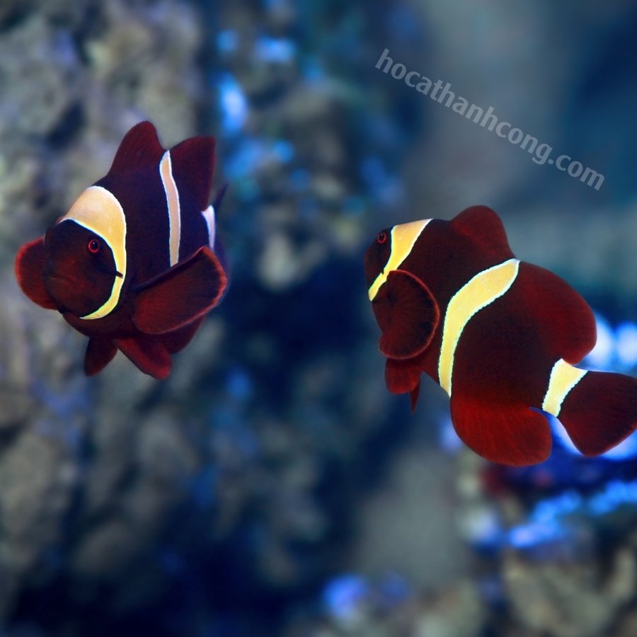 Cá Nemo đột biến Maroon (5)