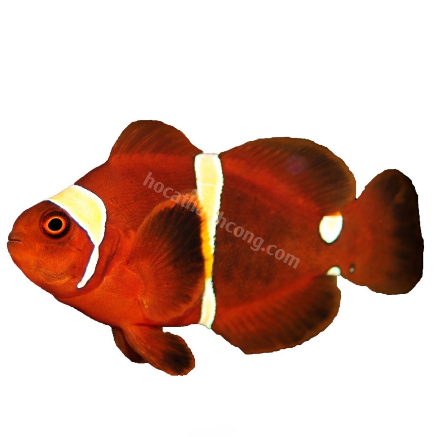 Cá Nemo đột biến Maroon (6)