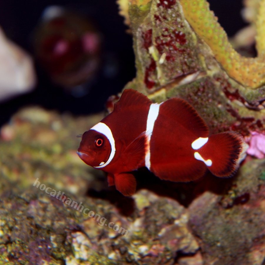 Cá cảnh Nemo đột biến Maroon Cá cảnh Nemo đột biến Maroon