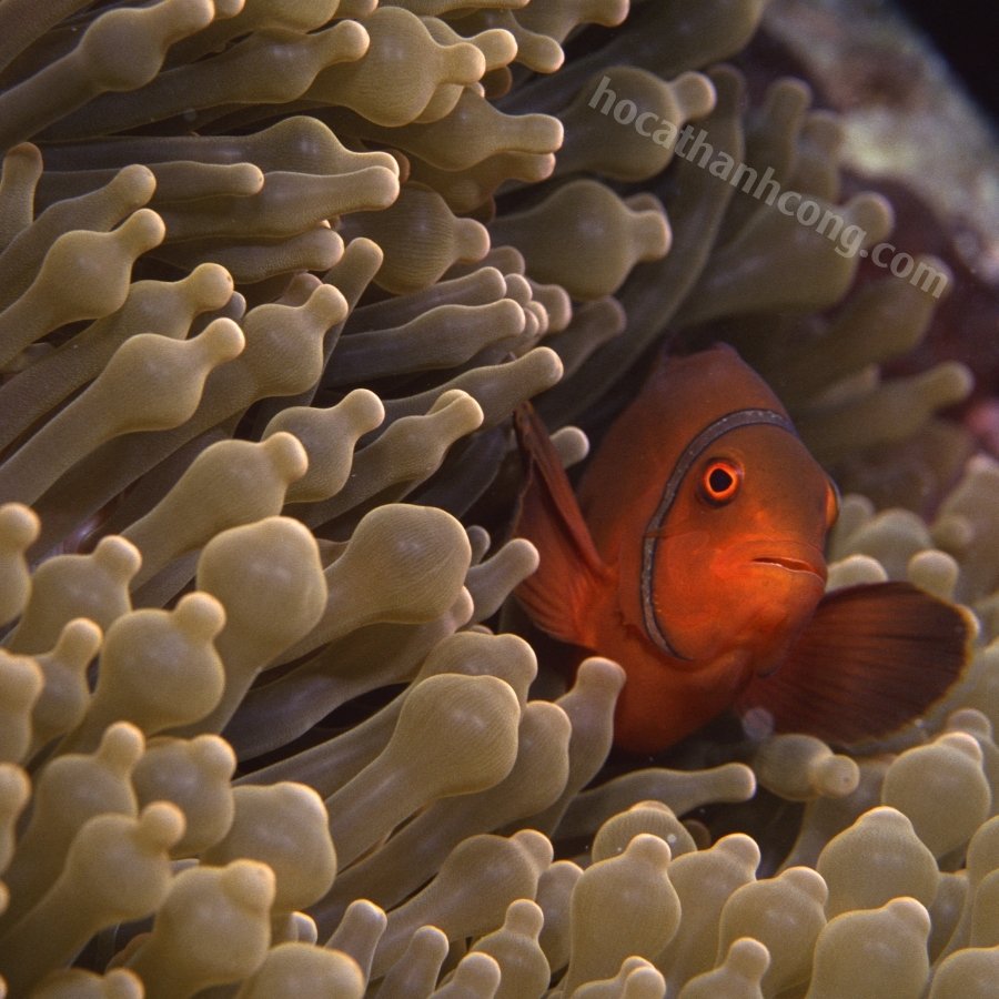 Cá Nemo đột biến Maroon (9)