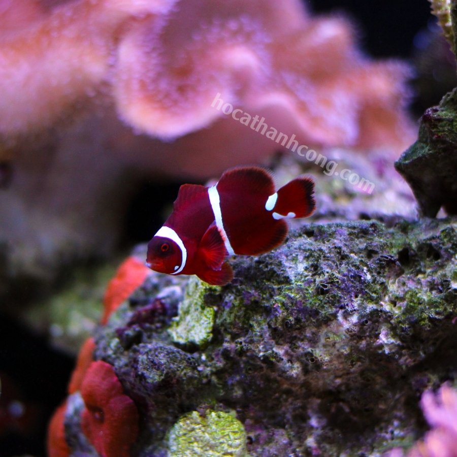 Cá Nemo Maroon Cá Nemo Maroon
