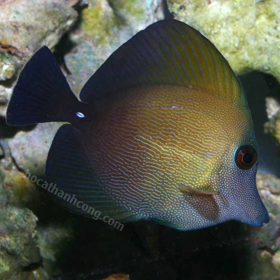 Cá Xì Bích - Scopas Tang Cá Xì Bích - Scopas Tang