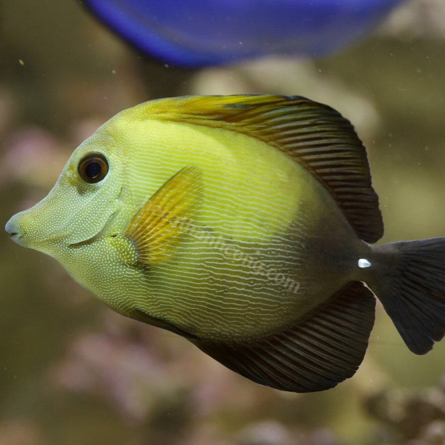 Cá Xì Bích - Scopas Tang (4)