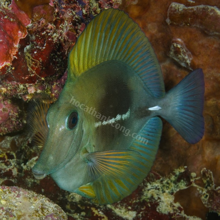 Cá Xì Bích - Scopas Tang (5)