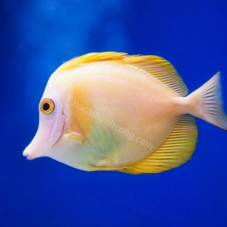 Cá Xì Bích - Scopas Tang (6)