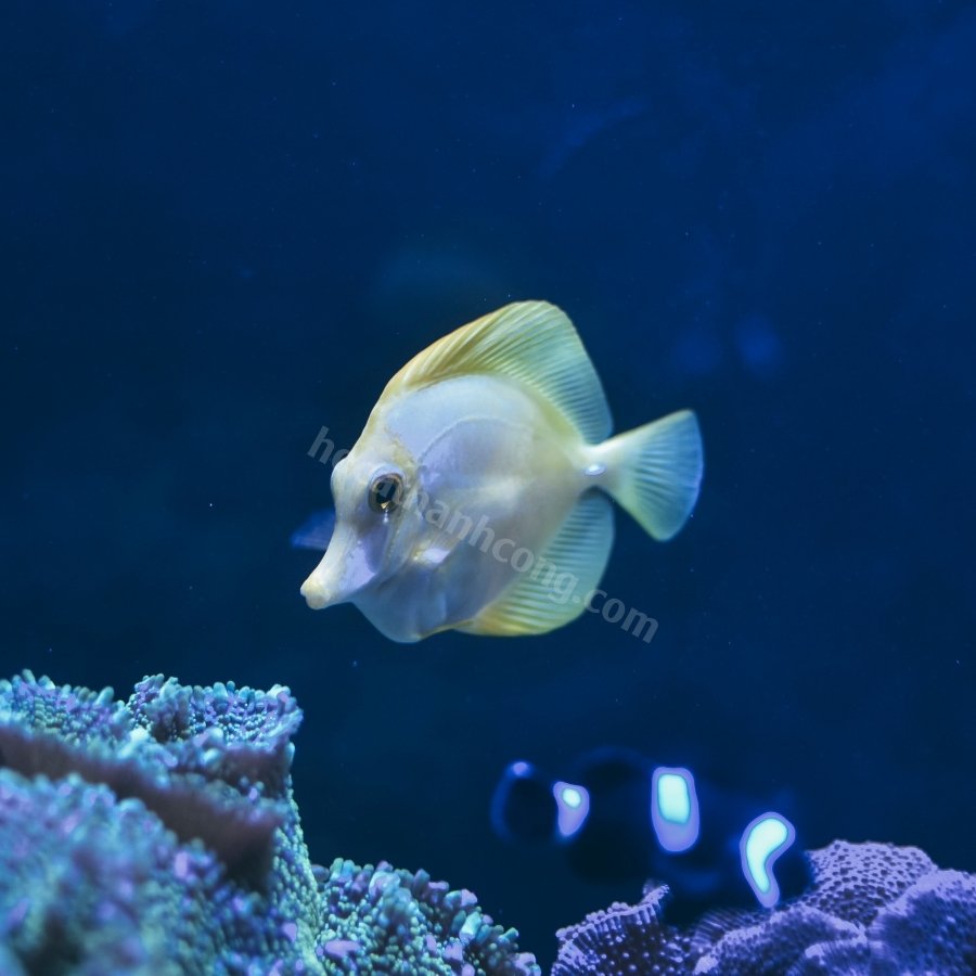 Cá Xì Bích Cá Xì Bích