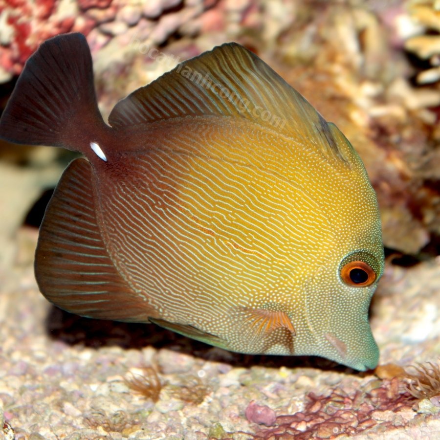 Cá Xì Bích - Scopas Tang (8)