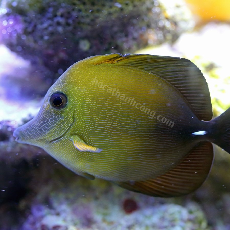 Cá Xì Bích - Scopas Tang (9)