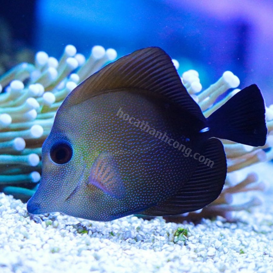 Scopas Tang Scopas Tang