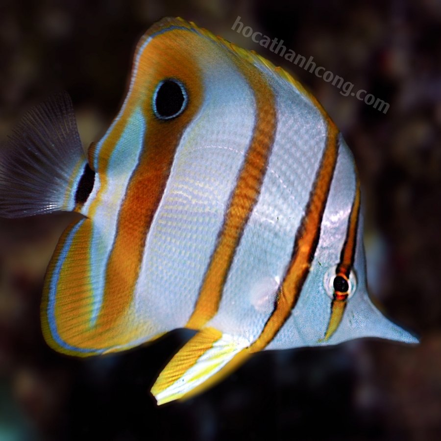 Cá bướm (Butterflyfish) (10)