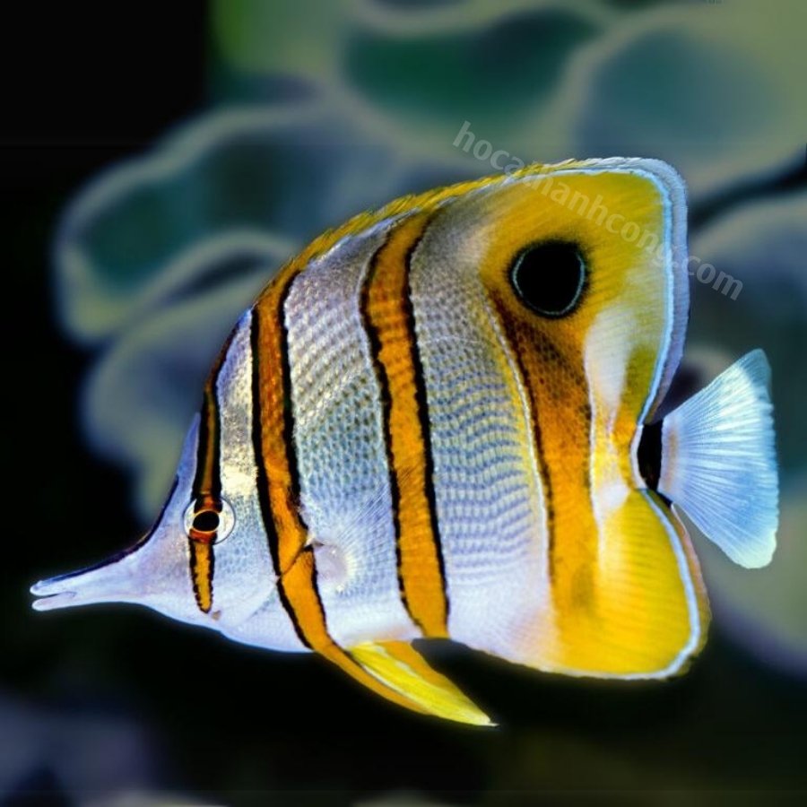Cá bướm (Butterflyfish) (2)