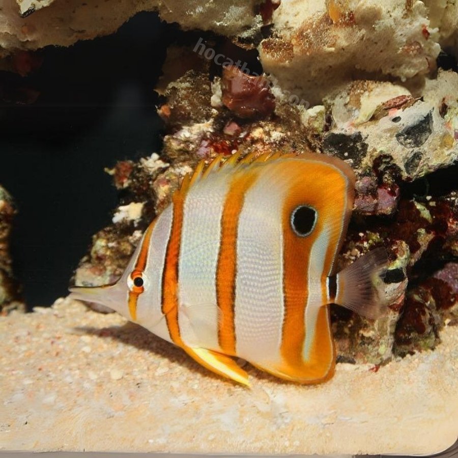 Cá bướm (Butterflyfish) (3)