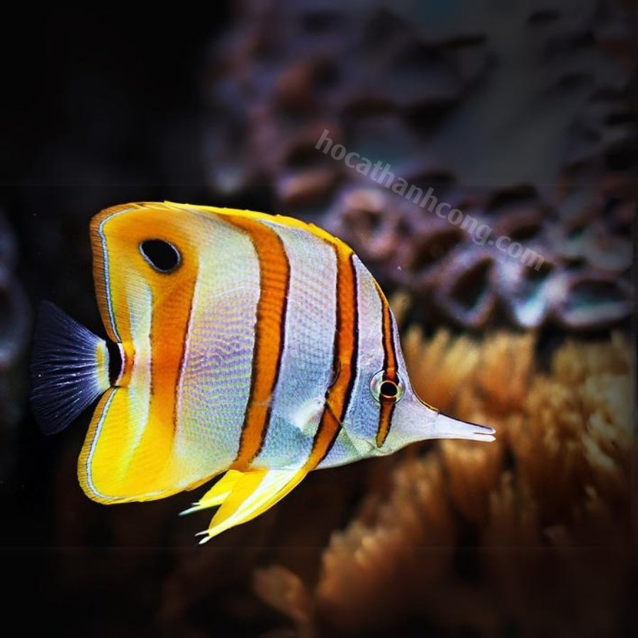 Cá bướm (Butterflyfish) (4)