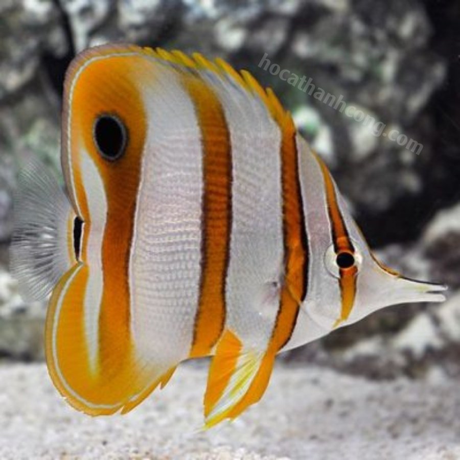 Cá bướm (Butterflyfish)
