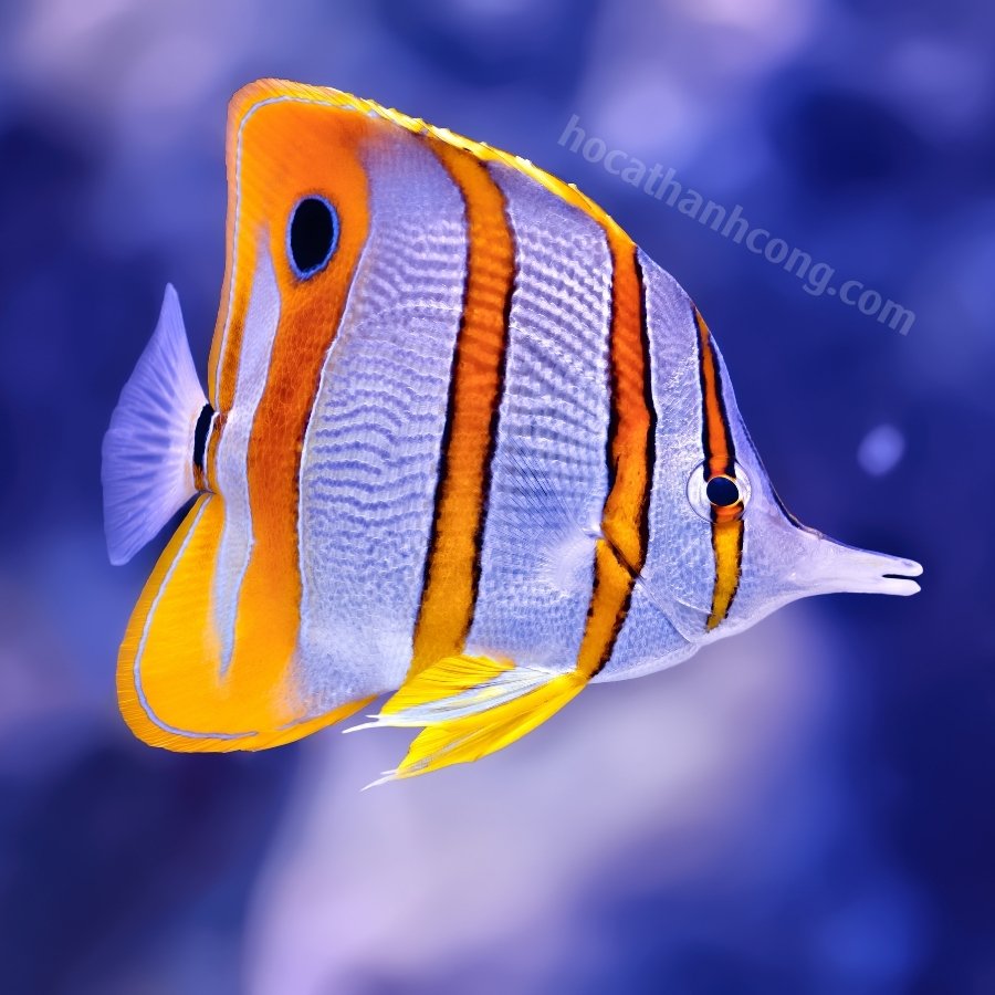 Cá bướm (Butterflyfish) (6)