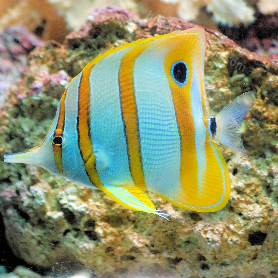 Cá bướm (Butterflyfish) (7)