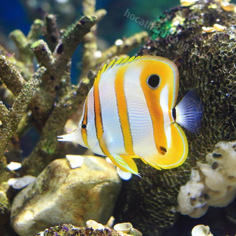 Cá bướm (Butterflyfish) (8)