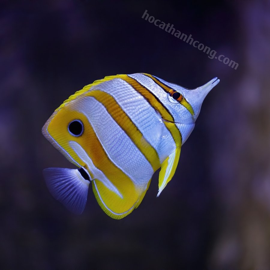 Cá bướm (Butterflyfish) (9)