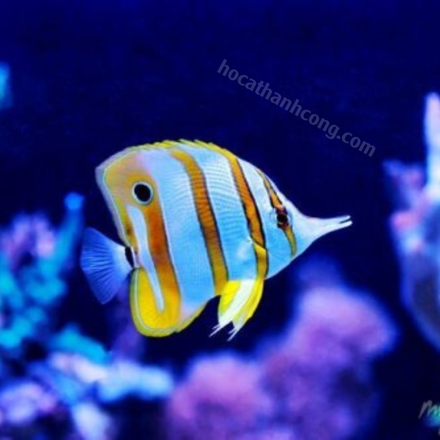 Cá bướm mũi dài (Butterflyfish) Cá bướm mũi dài (Butterflyfish)