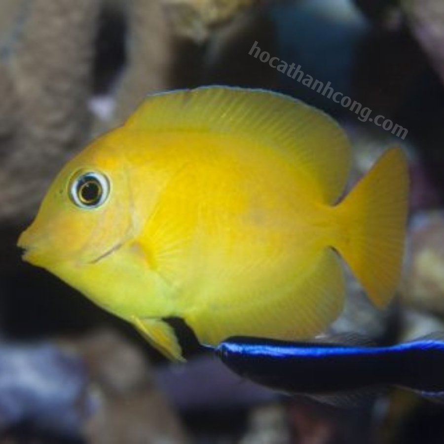 GOLD RING BRISHTOOTH TANG GOLD RING BRISHTOOTH TANG