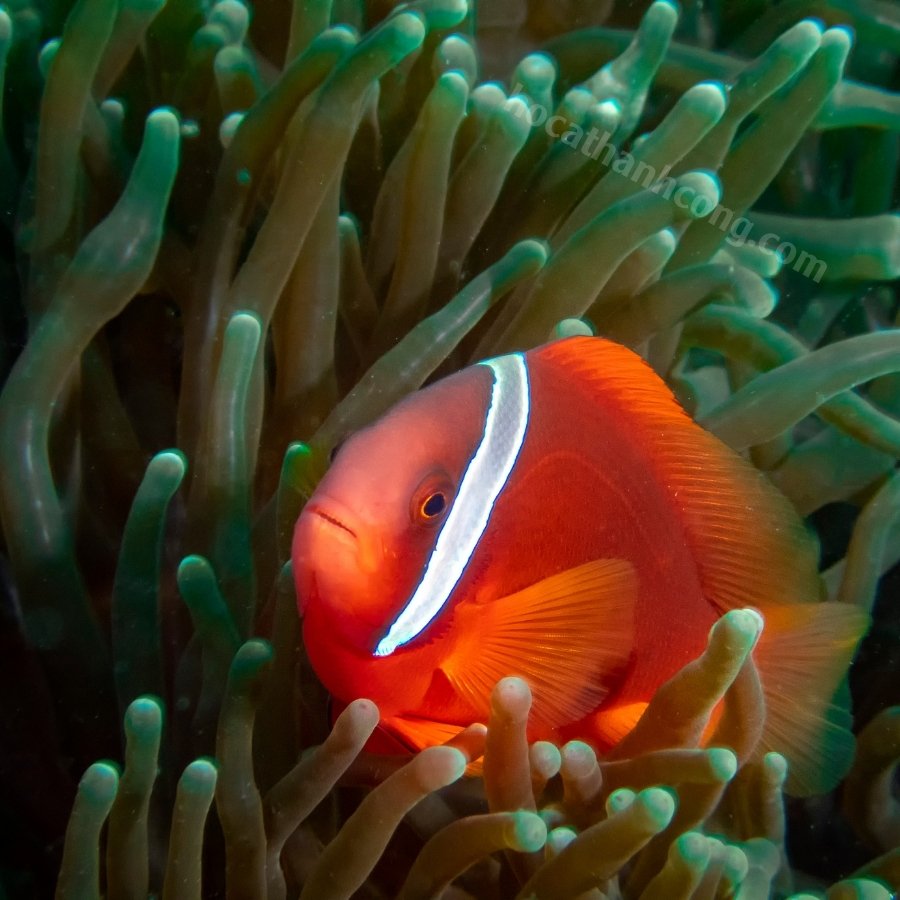 HỀ CÀ CHUA – TOMATO CLOWNFISH (4)
