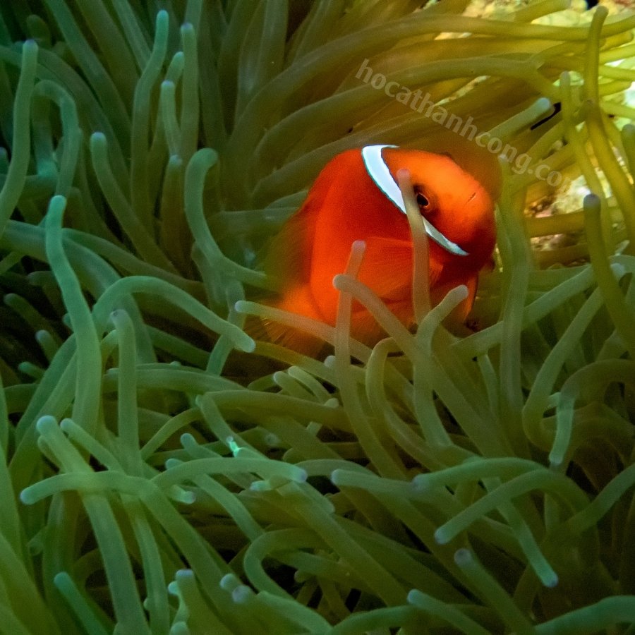 HỀ CÀ CHUA – TOMATO CLOWNFISH (6)