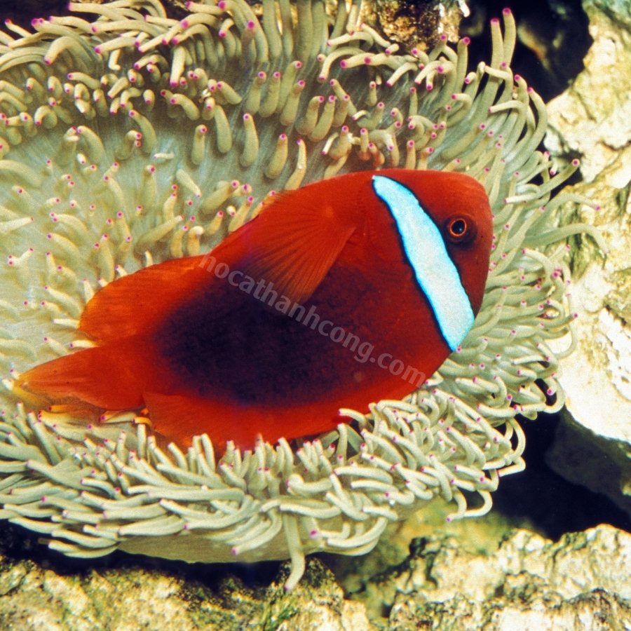 HỀ CÀ CHUA – TOMATO CLOWNFISH (7)