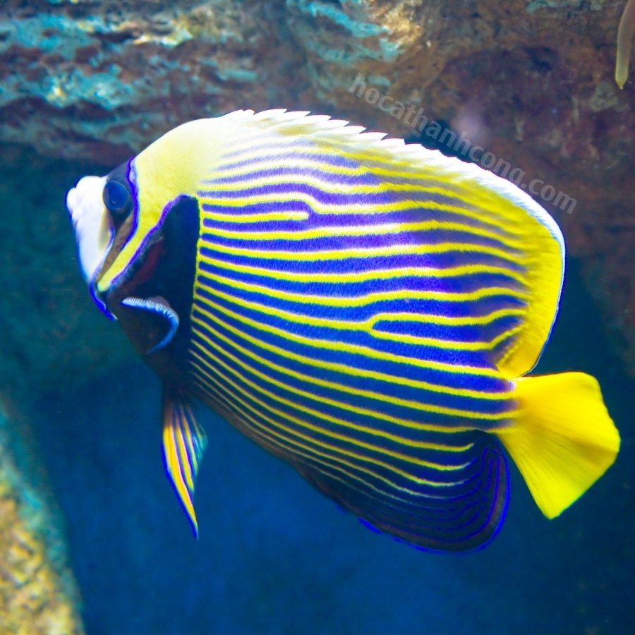 HOÀNG HẬU ĐUÔI VÀNG – BLUELINE ANGEL FISH