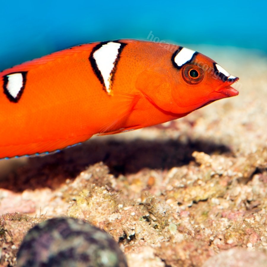 MÓ ĐÈN-RED CORIS WRASSE CÁ CẢNH MÓ ĐÈN-RED CORIS WRASSE CÁ CẢNH