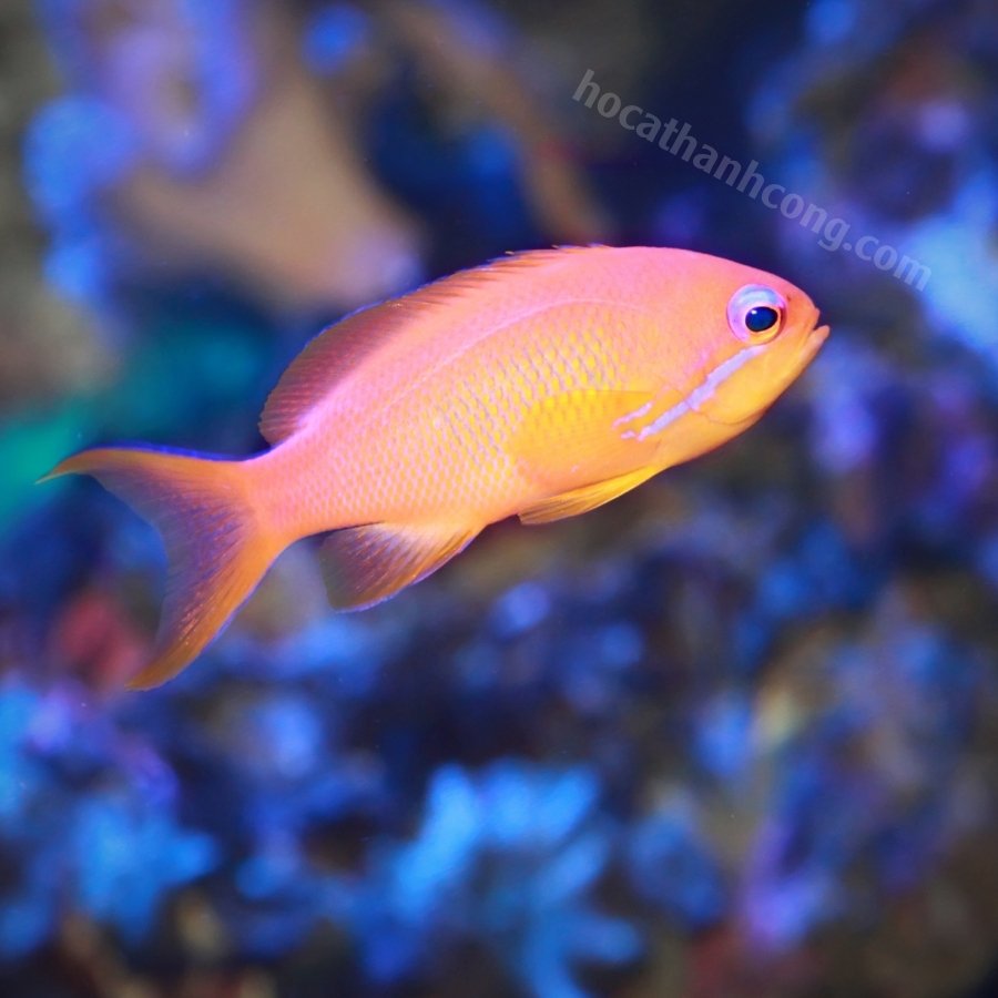 THIA HỒNG- PINK ANTHIAS