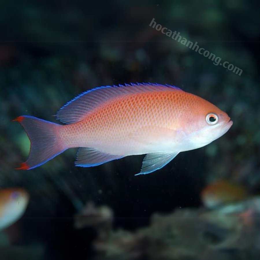 THIA HỒNG- PINK ANTHIAS THIA HỒNG- PINK ANTHIAS