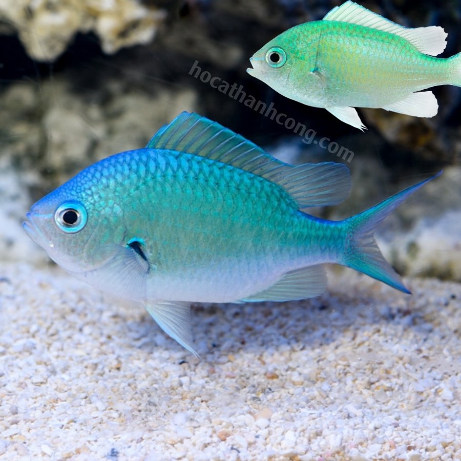 CÁ THIA LÁ MẠ – BLUE GREEN CHROMIS CÁ THIA LÁ MẠ – BLUE GREEN CHROMIS