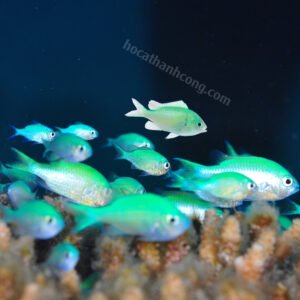 Mua cá cảnh biển