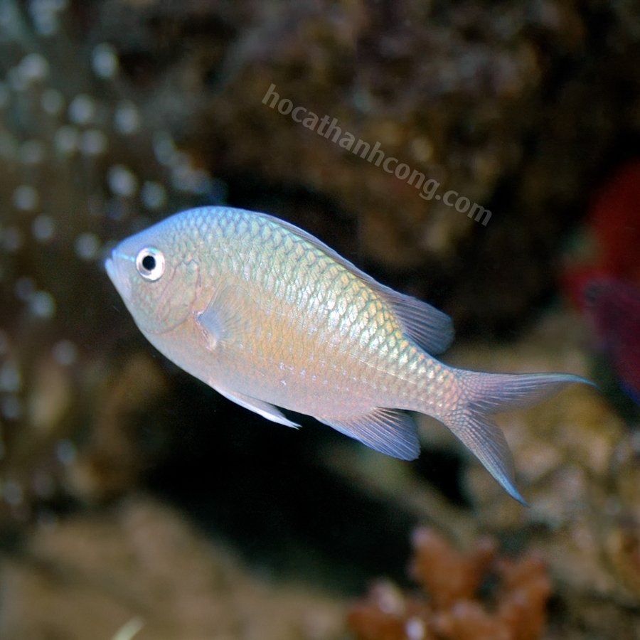 THIA LÁ MẠ – BLUE GREEN CHROMIS