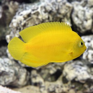 YELLOW ANGEL FISH