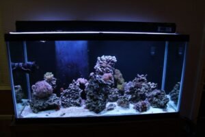 Thiết bị hồ cá