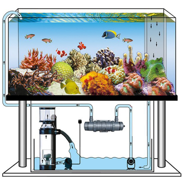 Hệ thống lọc đáy cho hồ cá biển Hệ thống lọc đáy cho hồ cá biển
