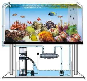 Huong Dan Set Up Ho Ca Bien