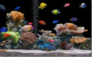 ky-thuat-can-thiet-khi-nuoi-ca-canh-bien