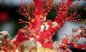 da-san-ho-phong-thuy